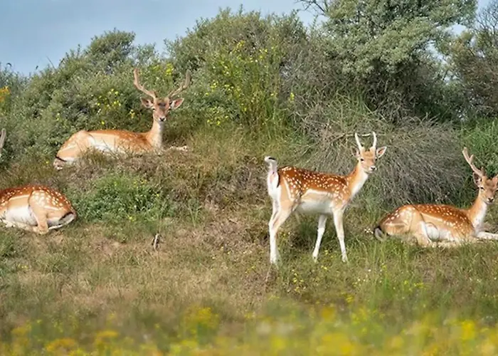 Liv לינה וארוחת בוקר 3*